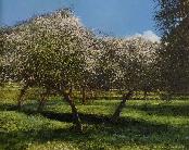 'Orchard in Blossom', an original oil painting on canvas by Crispin Thornton Jones © Crispin Thornton Jones 